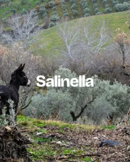 Salinella — uagb, immagine 12