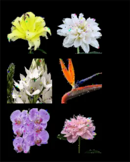 Aura T-09 - Botanical Noise — uagb, immagine 5