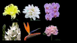 Aura T-09 - Botanical Noise — uagb, immagine 2
